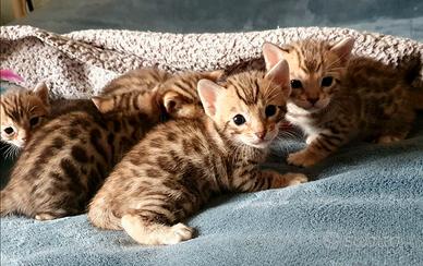 Cuccioli bengala Brown