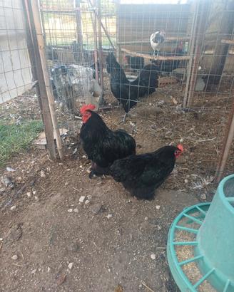 Cocincina gallina