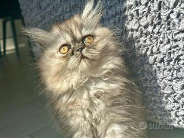 Cucciola persiana