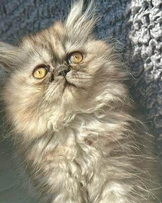 Cucciola persiana