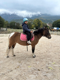 Pony femmina