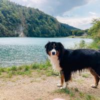 Pastore Australiano per monta