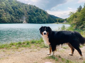 Pastore Australiano per monta