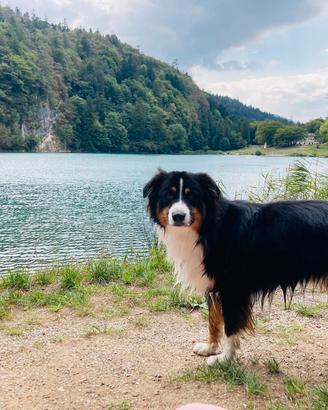 Pastore Australiano per monta