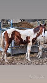Paint horse puledra con certificati