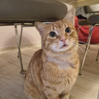 Miao rosso