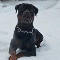 Rottweiler per monta accoppiamento