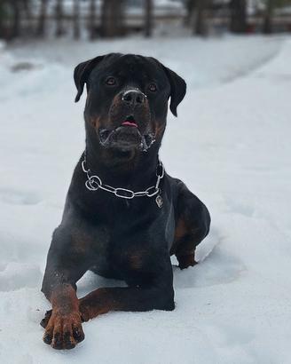 Rottweiler per monta accoppiamento