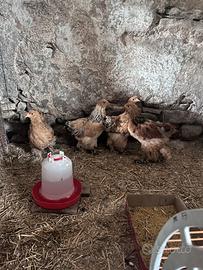 Pulcinotti femmina Brahma