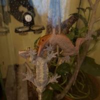 Gechi Ciliatus con teca