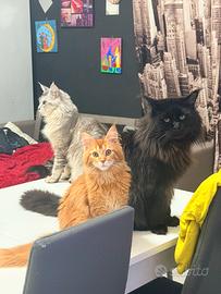 Giganti Garantiti MaineCoonXXL(AllevamentoTOPLINE)