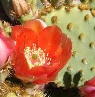 piante grasse opuntie