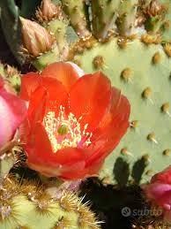piante grasse opuntie