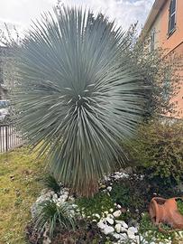 Yucca rostrata