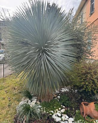 Yucca rostrata