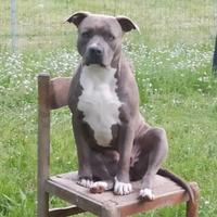XENA PITT BULL due anni e mezzo