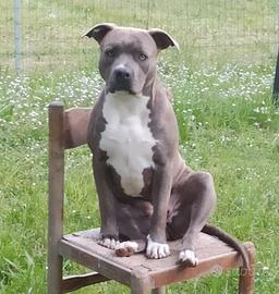 XENA PITT BULL due anni e mezzo