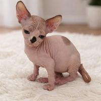 Sphynx subito disponibile