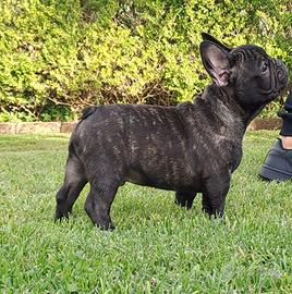 Bulldog francese con pedigree
