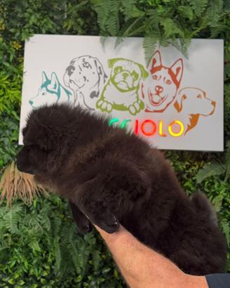 Chow Chow Femmina nero