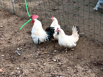 Galline
