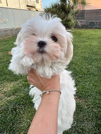 Maltesi con Pedigree Enci