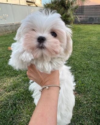Maltesi con Pedigree Enci