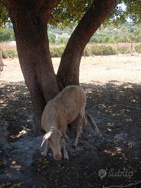 Pecora