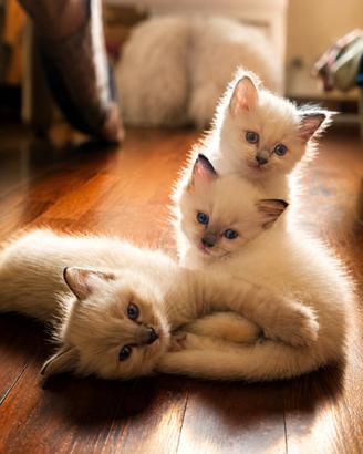 Cuccioli Ragdoll