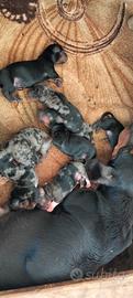 cuccioli di bassotto kaninchen Arlecchino e nero 