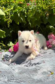Siberian Husky con pedigree Enci