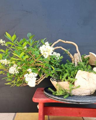 Bonsai ligustro