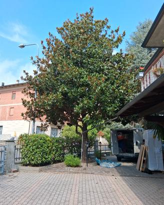 Magnolia