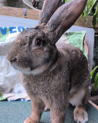 Conigli di razza pura