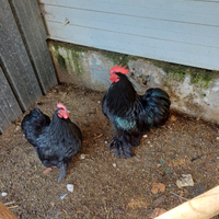 Cocincina gallina