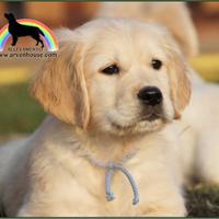 Cuccioli Golden Retriever - selezione responsabile
