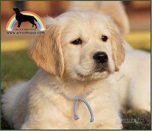 Cuccioli Golden Retriever - selezione responsabile