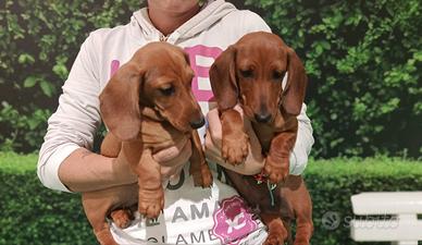 Cuccioli di Bassotto