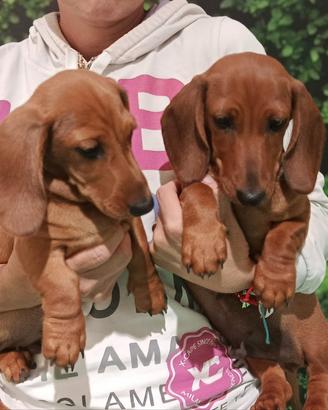 Cuccioli di Bassotto