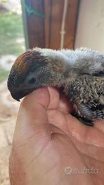 Pappagallo Lory Fuscata