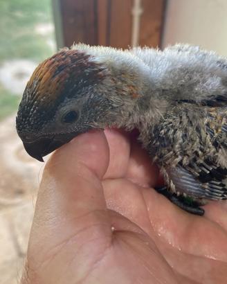 Pappagallo Lory Fuscata