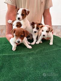 Jack Russell Terrier