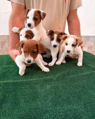 Jack Russell Terrier
