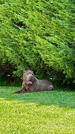Fattrice Razza Sharpei per Monta
