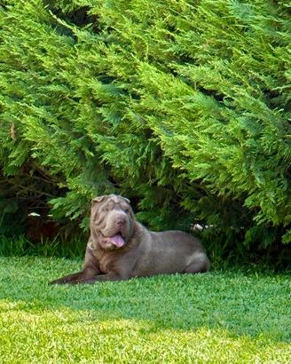 Fattrice Razza Sharpei per Monta