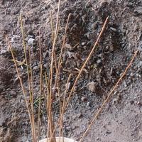 portainnesto melo mirabolano 