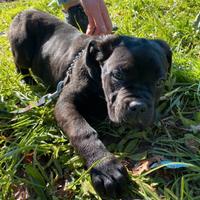 Cuccioli di cane corso