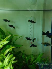 Pesce tropicale black morry