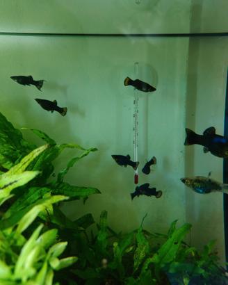 Pesce tropicale black morry