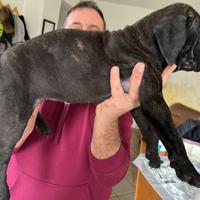 Cane corso